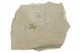 Fossil Flower Stamen - Green River Formation, Utah #213366-1
